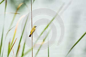 Asian Golden Weaver bird