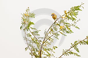 Asian Golden weaver bird
