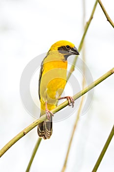 Asian Golden Weaver bird