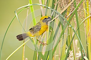 Asian Golden Weaver bird building a nest