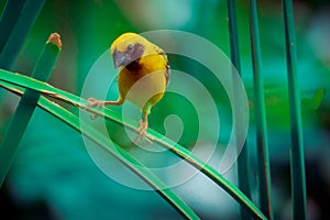 Asian Golden Weaver  Bird,Island on a large dry lotus leaf in the marsh