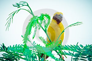 Asian Golden Weaver  Bird,Island on a large dry lotus leaf in the marsh