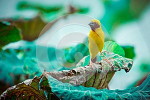 Asian Golden Weaver  Bird,Island on a large dry lotus leaf in the marsh