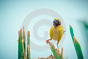 Asian Golden Weaver  Bird,Island on a large dry lotus leaf in the marsh