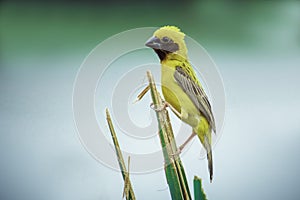 Asian Golden Weaver  Bird,Island on a large dry lotus leaf in the marsh