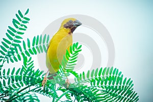 Asian Golden Weaver  Bird,Island on a large dry lotus leaf in the marsh