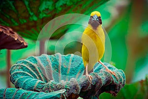 Asian Golden Weaver  Bird,Island on a large dry lotus leaf in the marsh