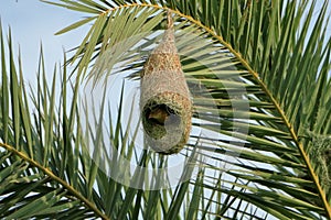 Asian golden weaver bird is nesting in the grass on the tree.