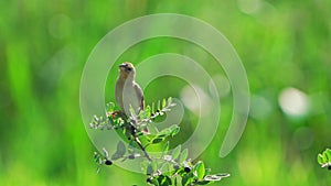 Asian Golden Weaver bird perched on a branch