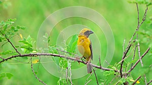 Asian Golden Weaver bird perched on a branch