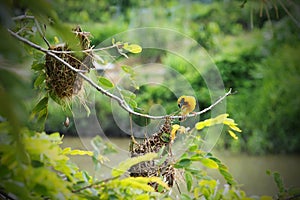 Asian golden-weaver bird perched on a branch above bird`s nest