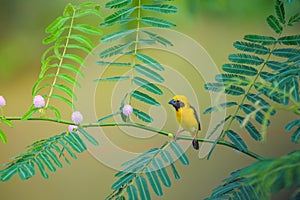 Asian Golden Weaver bird perching on branch