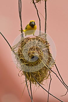 Asian Golden Weaver bird,Ploceus hypoxanthus,male