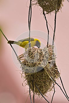 Asian Golden Weaver bird,Ploceus hypoxanthus,male