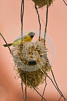 Asian Golden Weaver bird,Ploceus hypoxanthus,male