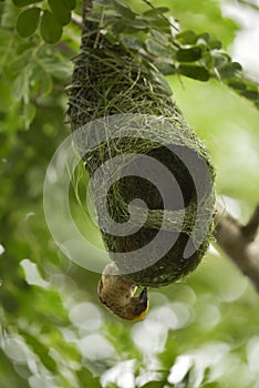 Asian Golden Weaver bird,Ploceus hypoxanthus,male