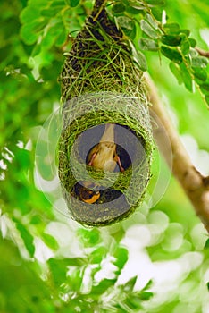 Asian Golden Weaver bird,Ploceus hypoxanthus,male