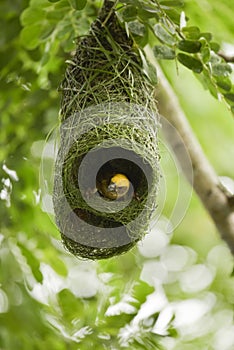 Asian Golden Weaver bird,Ploceus hypoxanthus,male