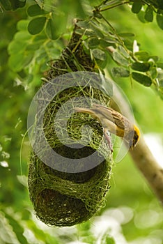 Asian Golden Weaver bird,Ploceus hypoxanthus,male