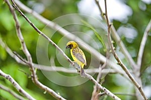 Asian golden weaver bird, Ploceus hypoxanthusPloceidae