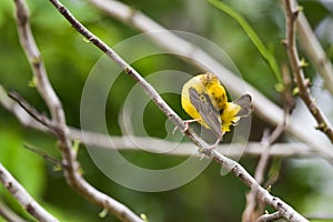 Asian golden weaver bird, Ploceus hypoxanthusPloceidae