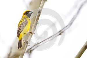 Asian golden weaver bird, Ploceus hypoxanthusPloceidae