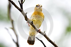 Asian golden weaver bird, Ploceus hypoxanthusPloceidae
