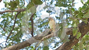 Asian Golden Weaver on branch.