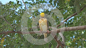 Asian Golden Weaver on branch.