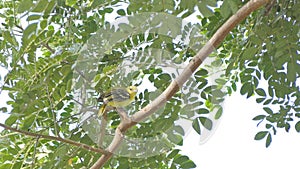 Asian Golden Weaver on branch.