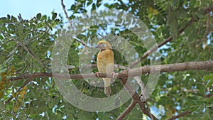 Asian Golden Weaver on branch.