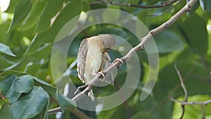 Asian Golden Weaver on branch.