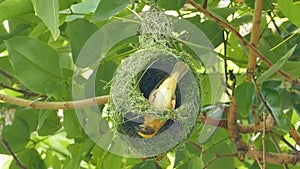 Asian Golden Weaver building nest.