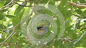 Asian Golden Weaver building nest.