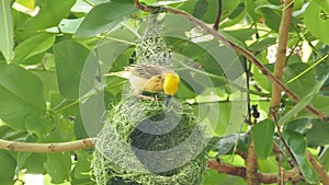 Asian Golden Weaver building nest.