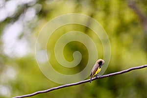 Asian Golden Weaver on electric wire with blur leaves background,Male Ploceus hypoxanthus