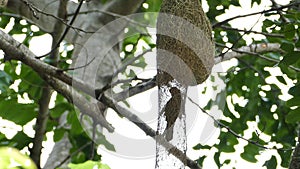 Asian Golden Weaver feeding chicks.