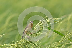 Asian Golden Weaver female on the rice field.