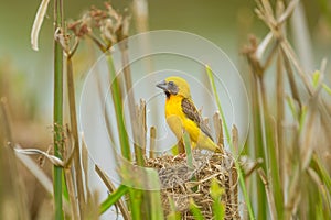 Asian Golden Weaver on his nest