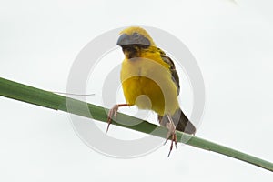 Asian Golden Weaver Island on the grass