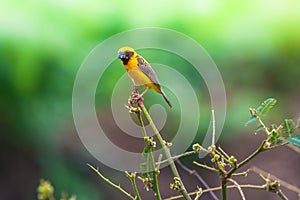 Asian Golden Weaver, Little bird on top leaf