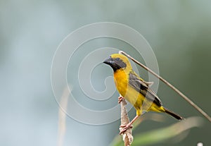 Asian Golden Weaver male on the branch in park.