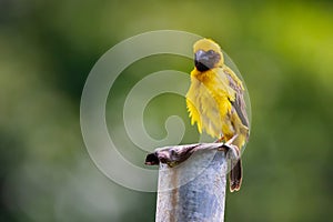 Asian Golden Weaver Male in the garden of thailand