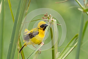 Asian Golden Weaver male on the rice field.