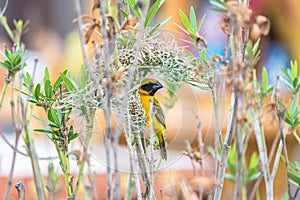 Asian Golden Weaver are nesting on natural branches.