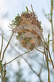 Asian golden weaver nests
