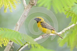 Asian Golden Weaver perched on a branch