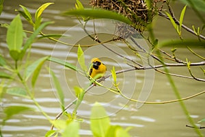 Asian Golden Weaver perching on grass stem in paddy field. Ploceus hypoxanthus bird in tropical forest