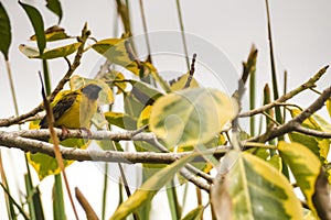 Asian Golden Weaver perching on grass stem in paddy field. Ploceus hypoxanthus bird in tropical forest