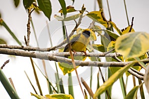 Asian Golden Weaver perching on grass stem in paddy field. Ploceus hypoxanthus bird in tropical forest